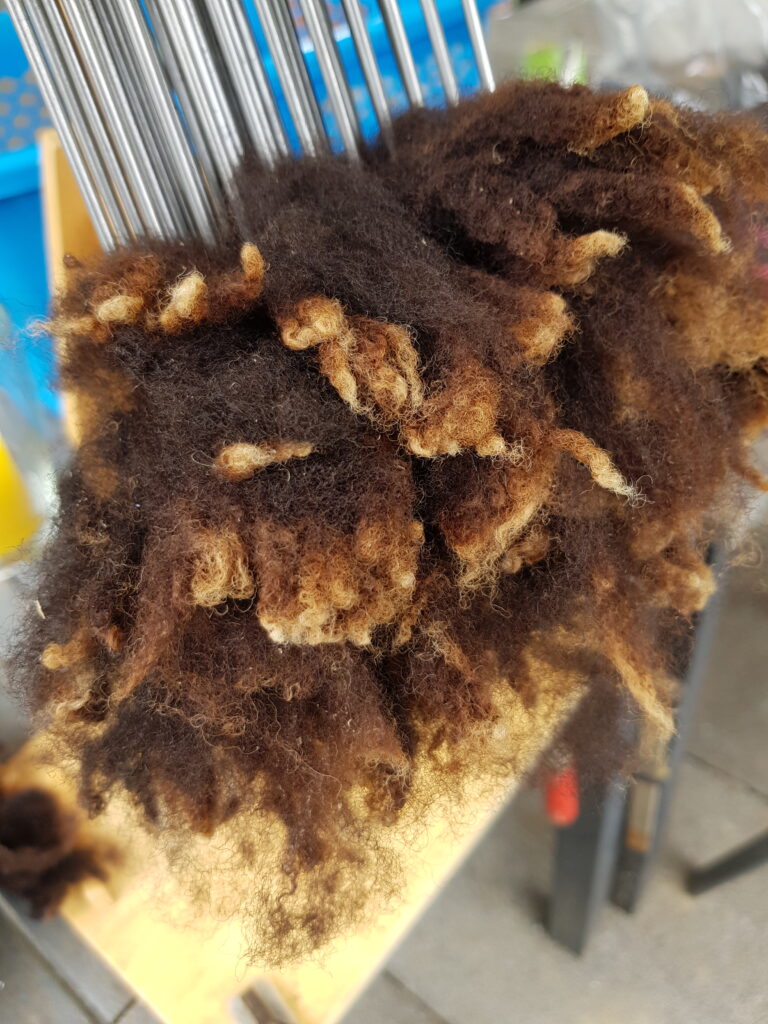 braune Locken aus dem Vlies in den Wollkamm eingehängt